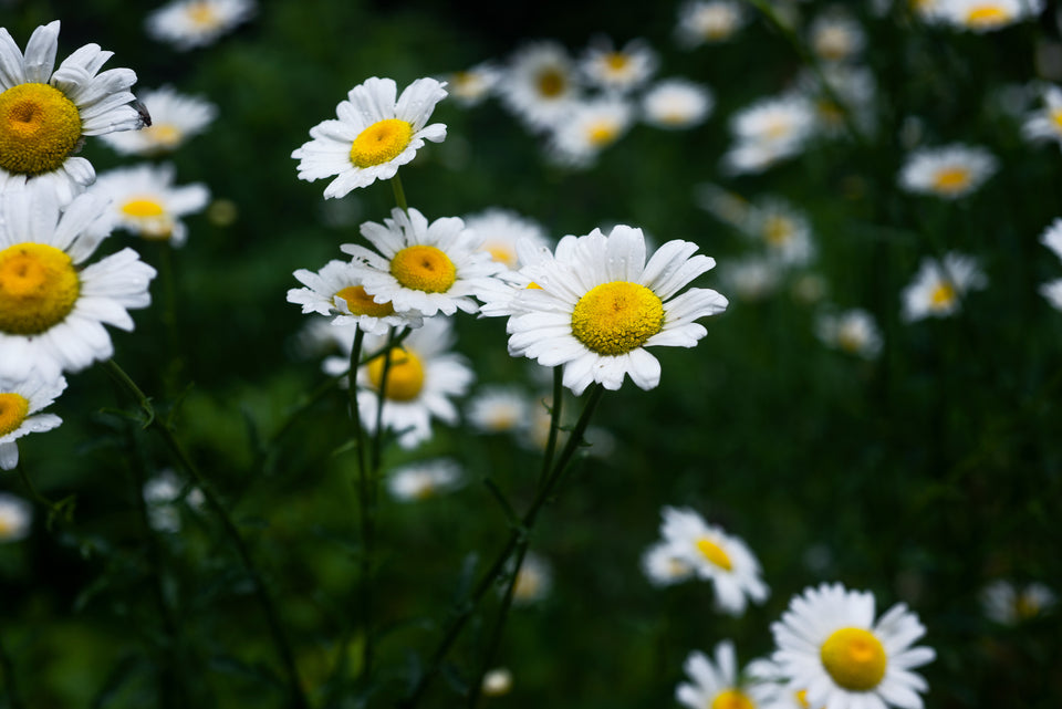 small daisies on a dark green background